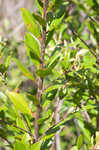 Buckwheat tree <BR>Black titi